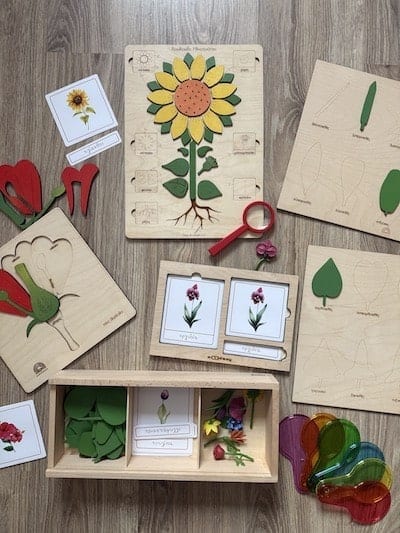 botanics montessori learning-min